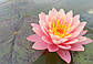 Нимфея "Перрис Оранж сансет" - Nymphaea "Perry's Orange Sunset", фото 7