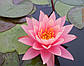 Нимфея "Перрис Оранж сансет" - Nymphaea "Perry's Orange Sunset", фото 8