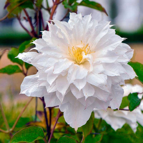 Саджанці Клематиса Ісаго (Clematis Isago) P9