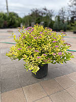 Спирея японская (Spiraea japonica) "Golden Princess" / С5