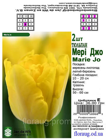 Тюльпан Мері Джо (Marie Jo), 2 шт. Голландія., фото 2