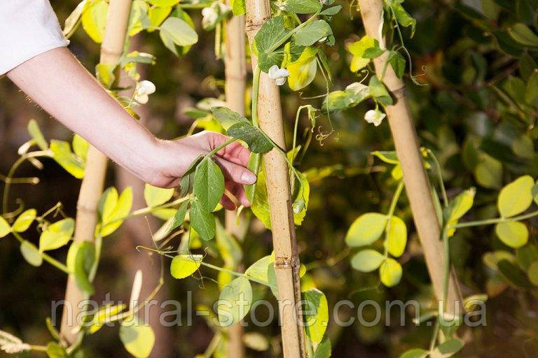 Бамбуковая опора L 2,4м. д.16-18мм. для подвязки растений, деревьев - фото 5 - id-p1870748812
