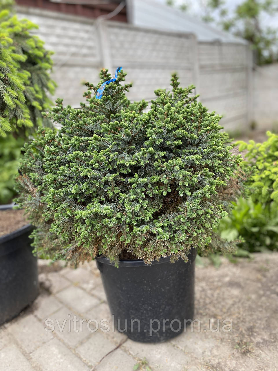 Ель сербская (picea omorika) "Nana"/H 0.5 м /C 30 L - фото 1 - id-p1870816474