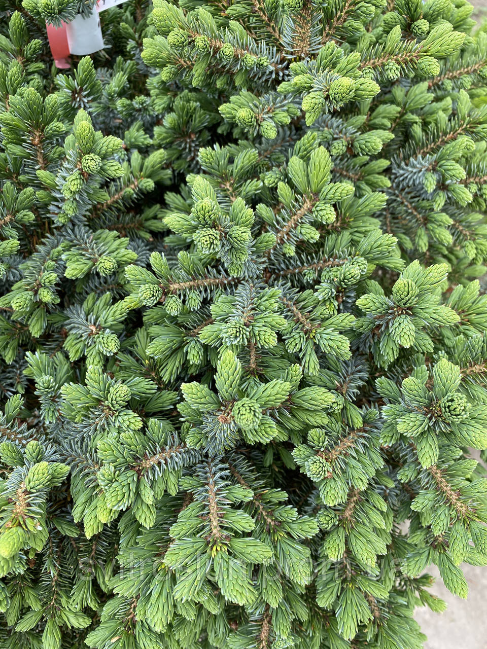 Ель сербская (picea omorika) "Nana"/H 0.5 м /C 30 L - фото 2 - id-p1870816474