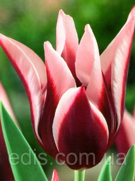 Тюльпан лілієвидний Yonina (Йоніна) 3 цибулинки
