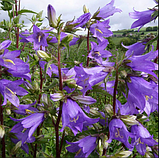 Дзвіночок Крапіволистий саджанці в контейнері Campanula trachelium, фото 3