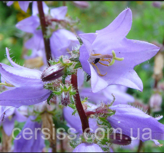 Дзвіночок Крапіволистий саджанці в контейнері Campanula trachelium