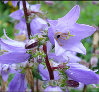 Колокольчик Крапиволистный саженцы в контейнере, Campanula trachelium