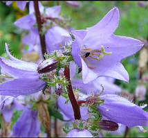 Дзвіночок Крапіволистий саджанці в контейнері Campanula trachelium