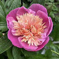 Півонія трав`яниста рожева саджанці в контейнері, Paeonia