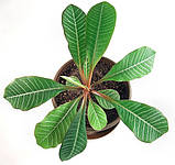 Насіння молочне бекланове. 10 шт., фото 6