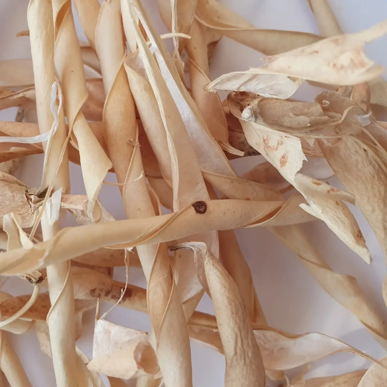 Квасоля стулки 500 г, фото 1