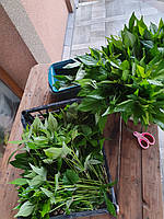 Розсада батату на травень-червень 2026