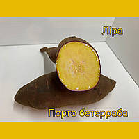 Батат, сортовий насіннєвий коренеплід батата - сорт Ліра з жовтою м'якоттю для розсади