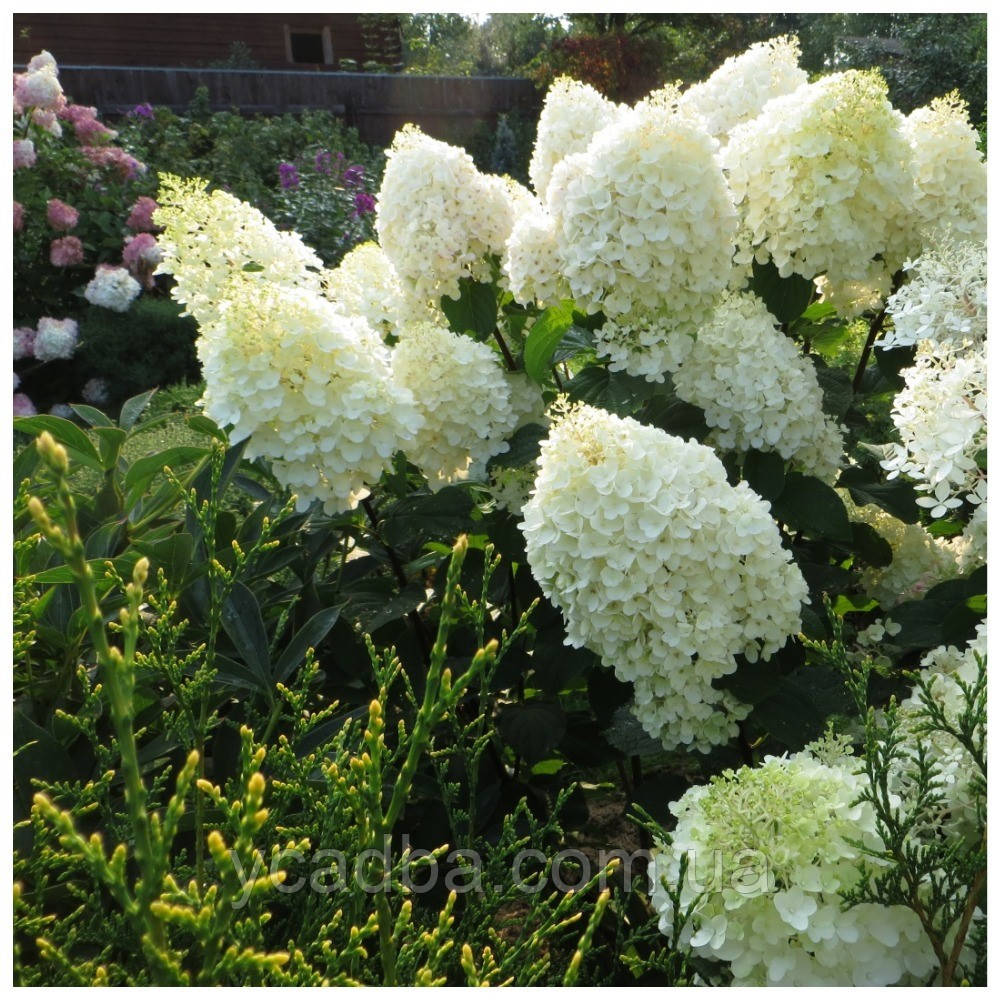 Гортензія метельчата Дентель де Горрон (Dentelle de Gorron) контейнер 0 ...