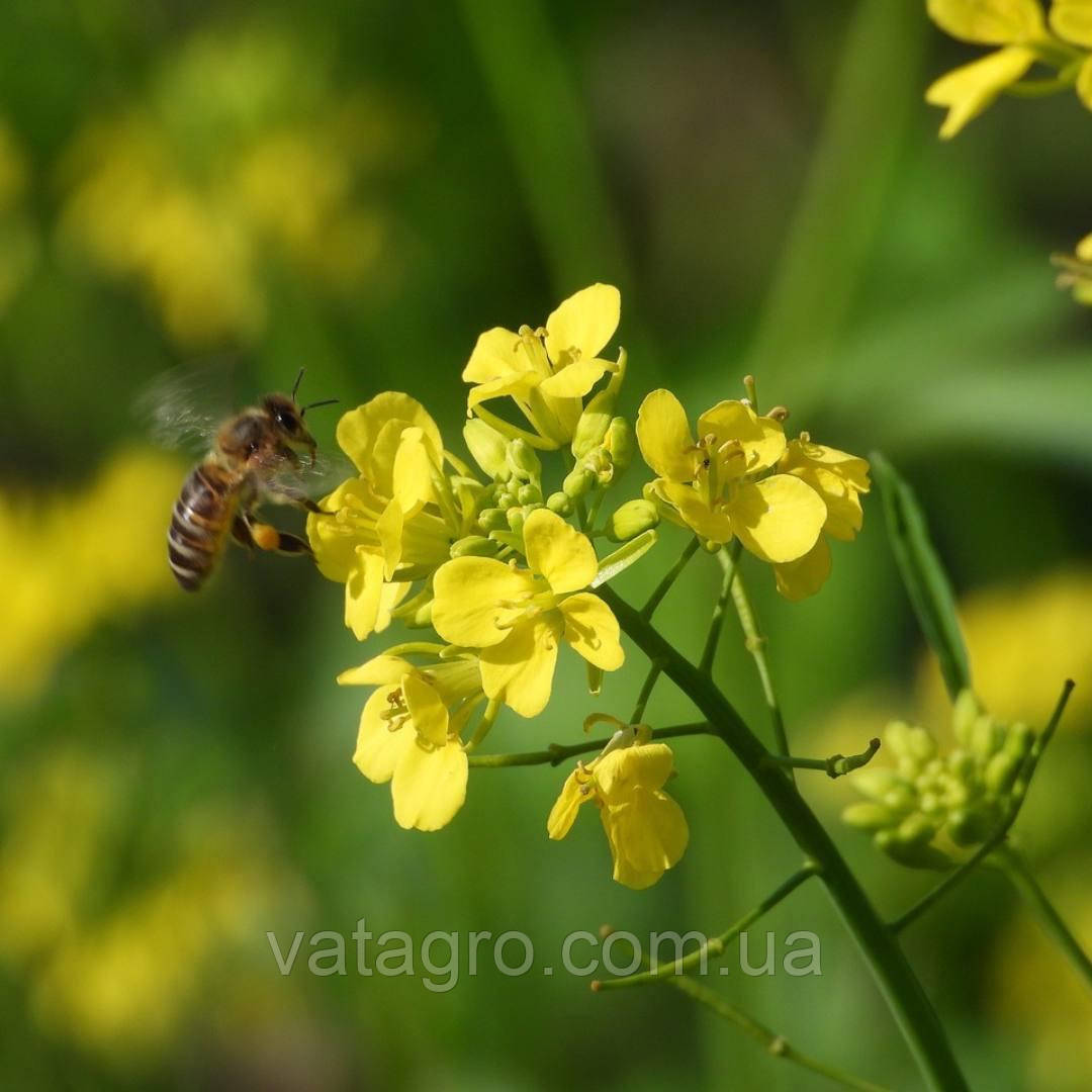 Сорт озимого ріпаку "АЛЬБЕРТА" Seed Grain Company