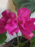 Пеларгония зональная темно-малиновая махровая (Pelargonium Zonale), молодое растение