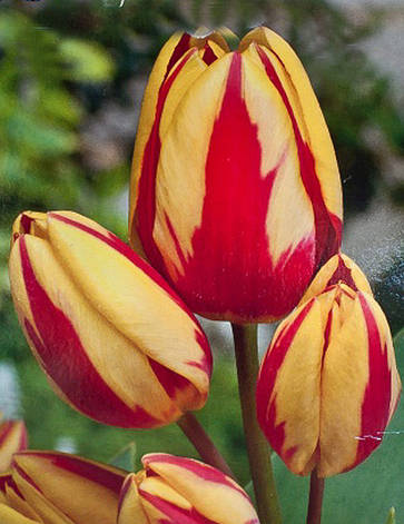Тюльпан мультифлора Colour Spectacle 3 цибулинки, фото 2
