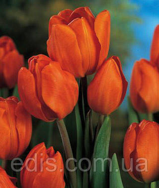 Тюльпан мультифлора Orange Bouguet 3 цибулинки