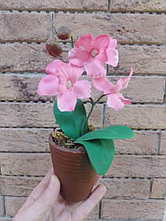 Орхідея декоративна в горщику (рожева,біла)