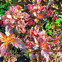 Пухироплідник Літл Джокер / С5 / Physocarpus Little Joker, фото 3