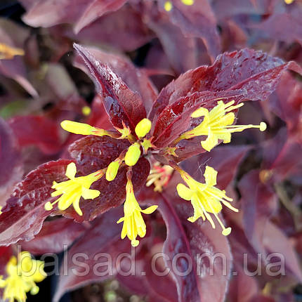 Дієрвілла блискуча Діва / С3 / Diervilla rivularis Diva, фото 1