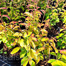 Парротія перська Персіан Спаєр / Parrotia Persian Spire, фото 3