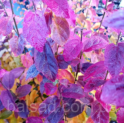 Парротія перська Персіан Спаєр / Parrotia Persian Spire, фото 1