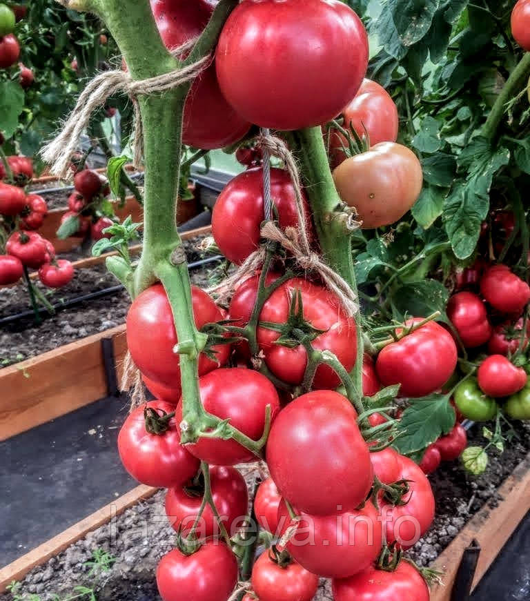 Насіння томату Силач F1 10 насінин, фото 1