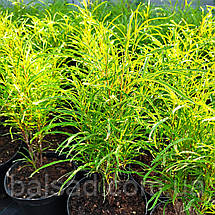 Крушина вузьколиста Фастігіата / С3 / Frangula alnus Fastigiata, фото 4