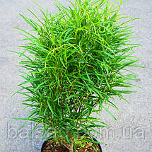 Крушина вузьколиста Фастігіата / С3 / Frangula alnus Fastigiata, фото 5