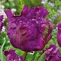 Тюльпан папуговий Parrot Negrita 12+