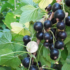 Саджанці смородини сорт Софіївська, 1 річні