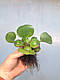 ВОДЯНИЙ ГІАЦИНТ, ЕЙХОРНІЯ - рослина для міні ставку, водної клумби, ставочка у вазоні, фото 5