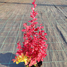 Барбарис тунберга Венеція / Berberis thunbergii Venice, фото 3
