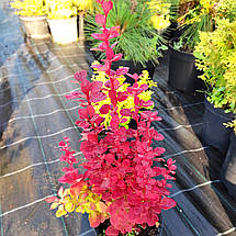 Барбарис тунберга Венеція / Berberis thunbergii Venice, фото 5