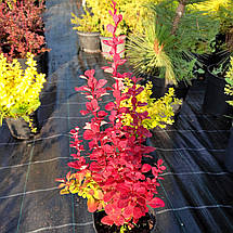 Барбарис тунберга Венеція / Berberis thunbergii Venice, фото 4