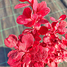 Барбарис тунберга Венеція / Berberis thunbergii Venice, фото 2
