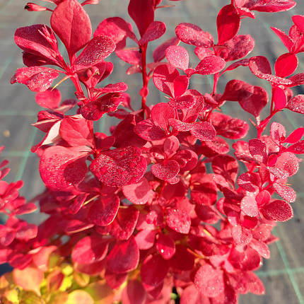 Барбарис тунберга Венеція / Berberis thunbergii Venice, фото 1