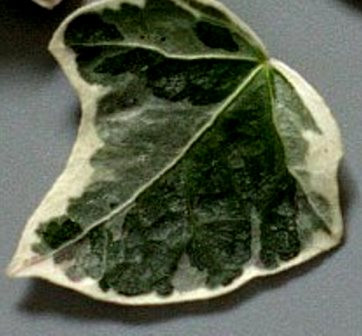 Плющ Glache, фото 1