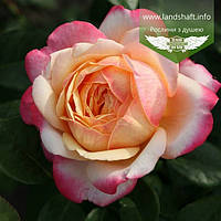 Rosa 'Kordes Jubilee', Троянда чайно-гібридна 'Кордес Джубілі',C5-C7 - горщик 5-7л