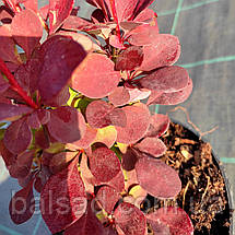 Барбарис Чоколат Саммер / С2 / Berberis Chocolate Summer, фото 4