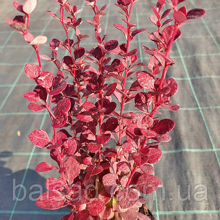 Барбарис Чоколат Саммер / С2 / Berberis Chocolate Summer, фото 3