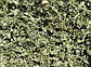 Розхідник звичайний трава, 500 г, фото 6