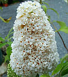 Будлея Давида Уайт Проф'южн 2года (від 3 шт. ціна 50 грн.), фото 2