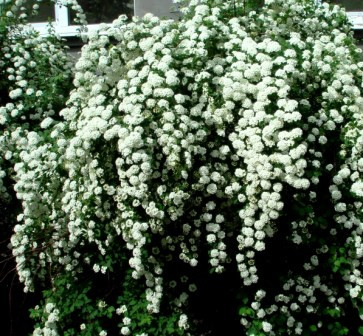 Спіре Вангутта h до 90 см, фото 1