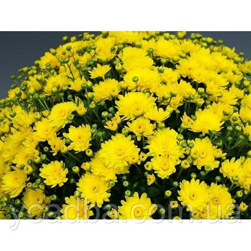 Хризантема мультифлора Branfountain Yellow, Бранфонтан еллоу (пізня)