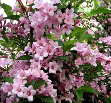 Вейгела рожева 4 роки, фото 1