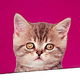 Набір коробок «Котячий дім» ELISEY, фото 3