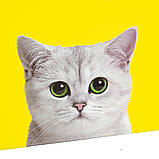 Набір коробок «Котячий дім» ELISEY, фото 4